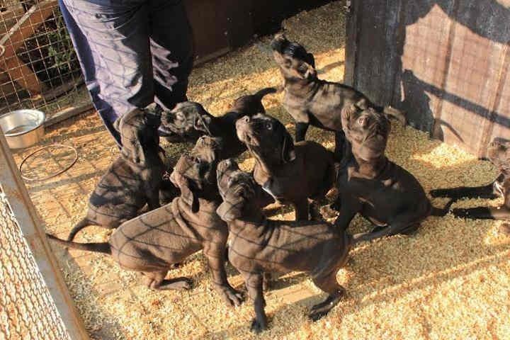 Stenci-CANE-CORSO-sampionskog-porekla