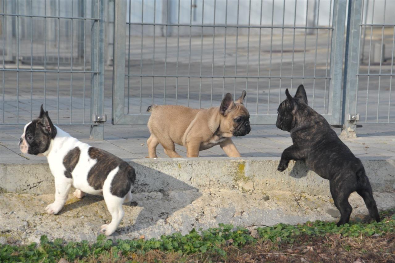 Francuski-buldog-štenci-