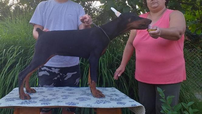 Doberman štenci