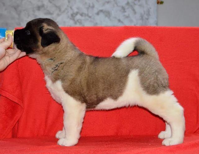 Američka Akita, štenci 