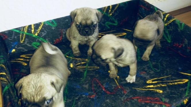 Mops stenci