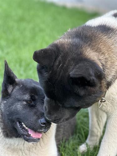 Americka akita