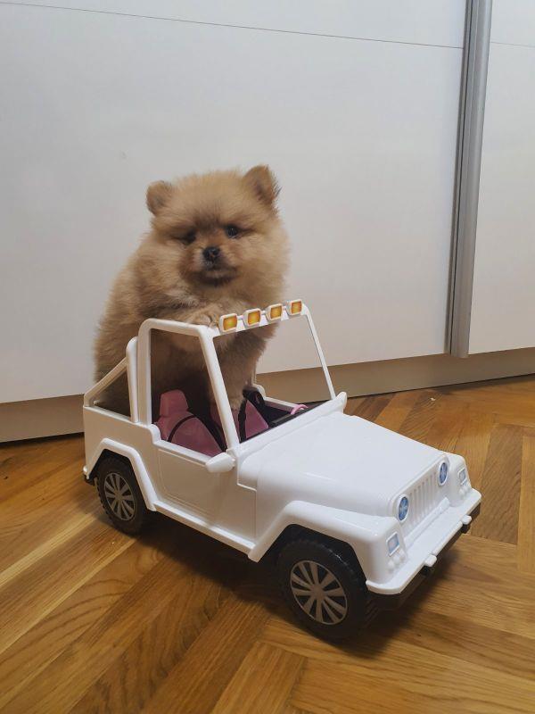 Pomeranski-špic