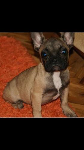 Francuski Buldog