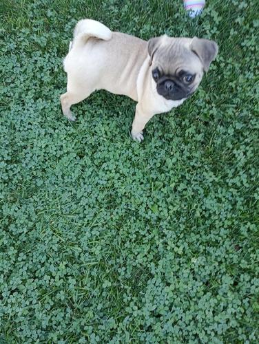 Mops