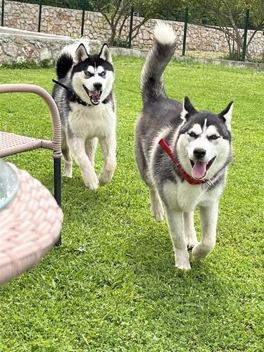 Husky