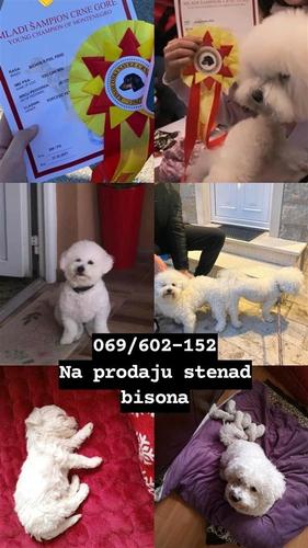 Štenad kovrdzavog bisona