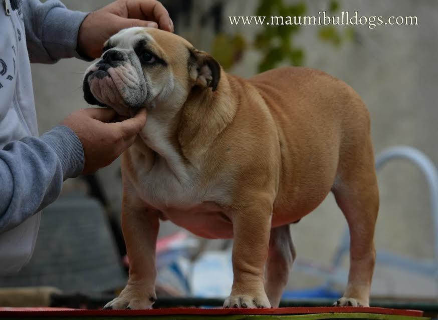Engleski-Buldog--vrhunsko-leglo-
