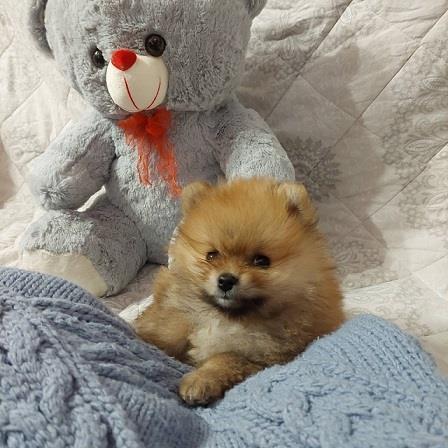 Pomeranac stenci