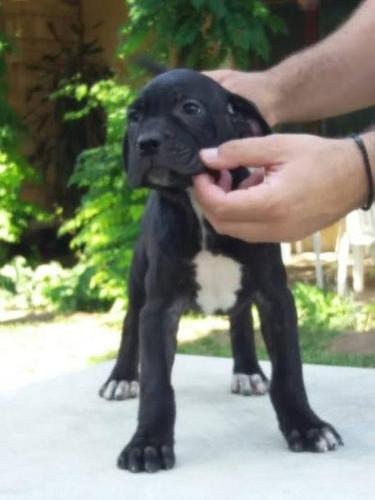 Cane Corso, prelepa ženkica