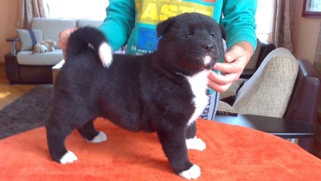 Americka Akita stenci