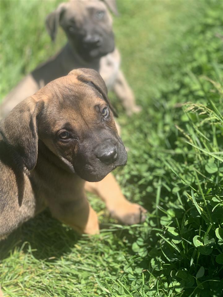 Presa-Canario-štenci