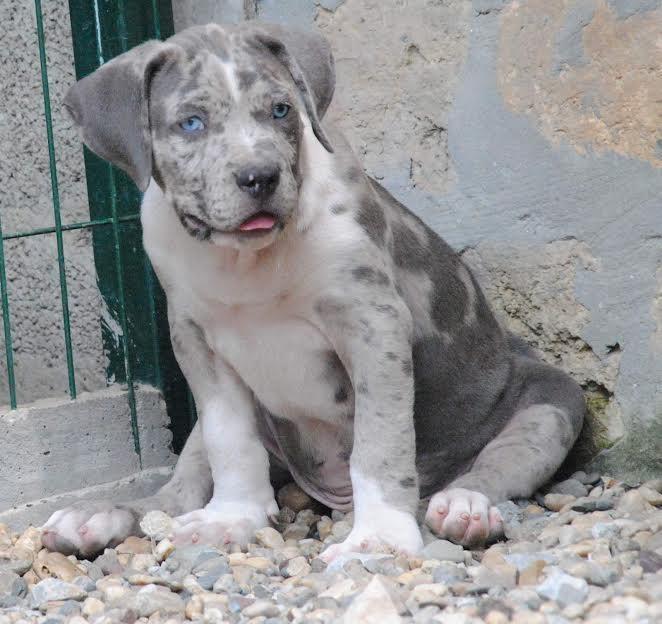 American-bully-xxl-štenci