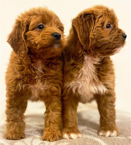 Cavapoo štenci
