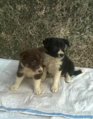 Border Collie 