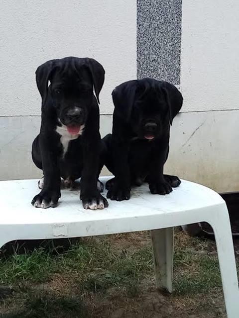 Cane-Corso