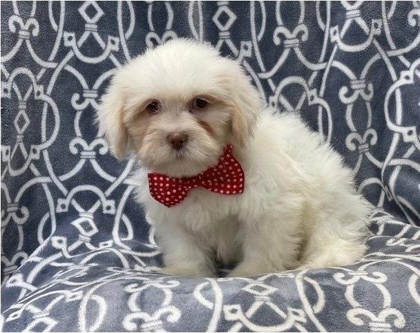 Divni Lhasa Apso štenci