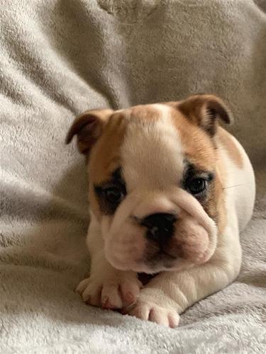 Engleski Buldog