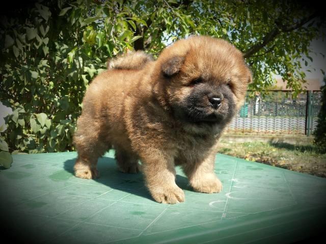 Chow cau cau 