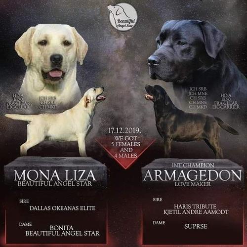 Labrador retriver