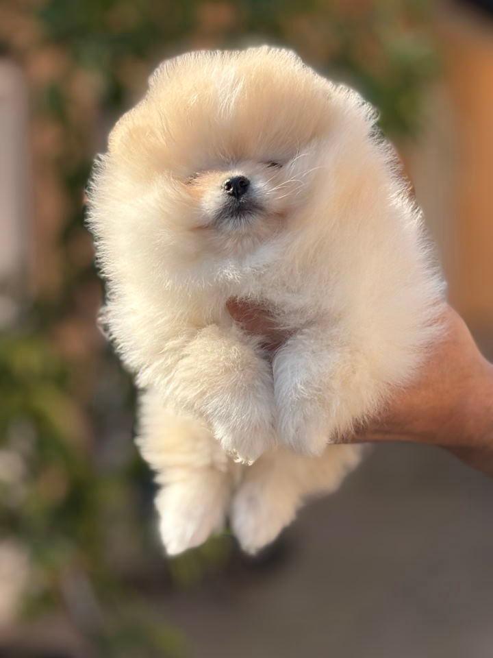 Pomeranac-stenci