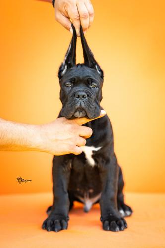 Cane Corso VRHUNSKI štenci