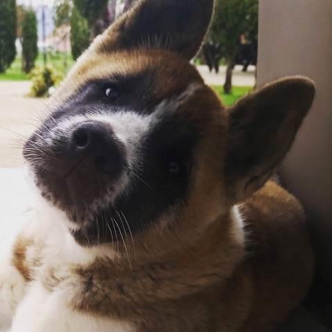 Američka Akita, žensko štene
