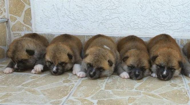 AKITA INU STENCI 