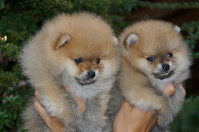 Pomeranski-špic-Pomeranac-Pomeranian-Boo-štenci