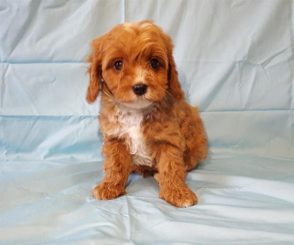 Slatki psići Cavapoo dostupni.