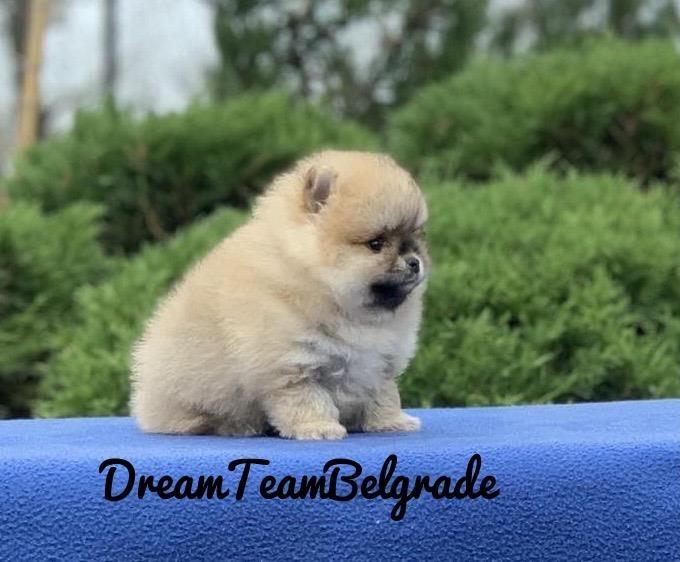 Pomeranac