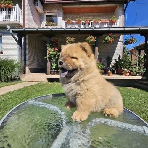 Čau-čau--Chow-chow--mužjaci