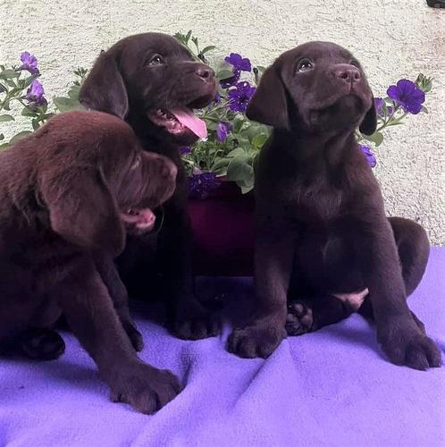 Labrador retriver- cokoladni stenci