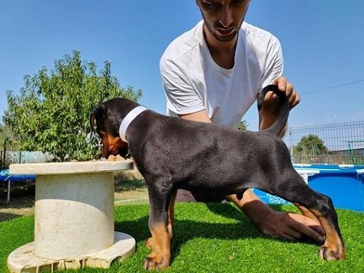 Doberman štenci
