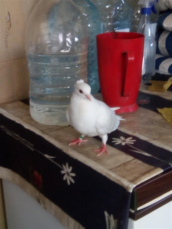 Bjelan