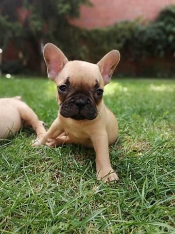 Francuski buldog štene