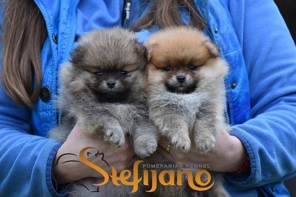 Pomeranac Boo štenci 