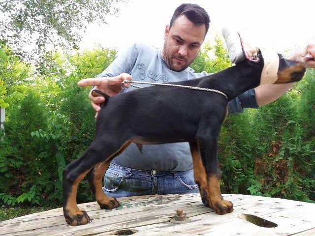 DOBERMAN stenci - crni muzjaci