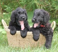 black russian terrier