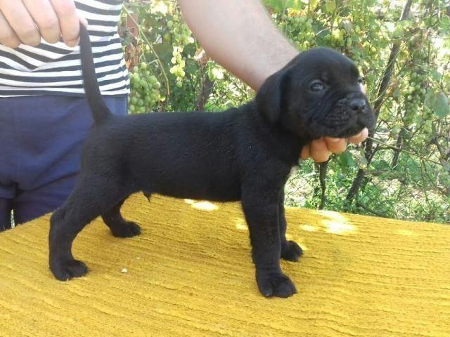  Cane Corso štenci 