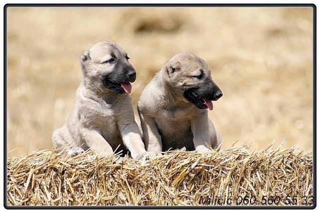 Kangal stenci