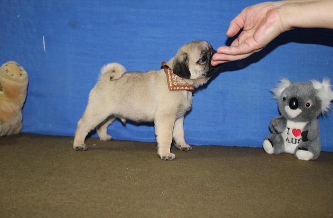 Mops