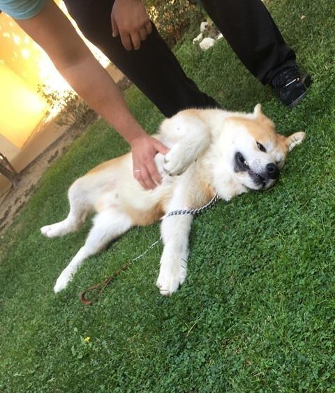 Akita-Inu--stenci