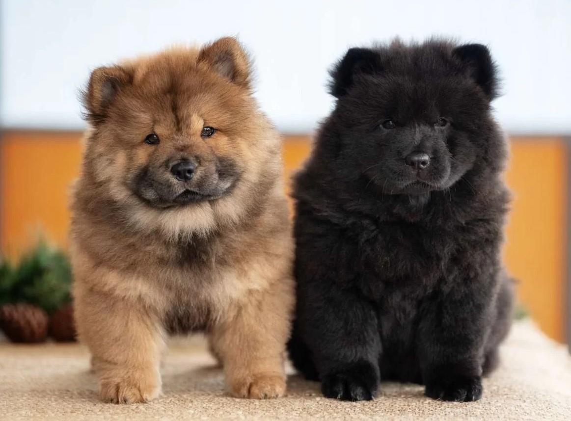 Chow-Chow-i-Bobtejl-štenci