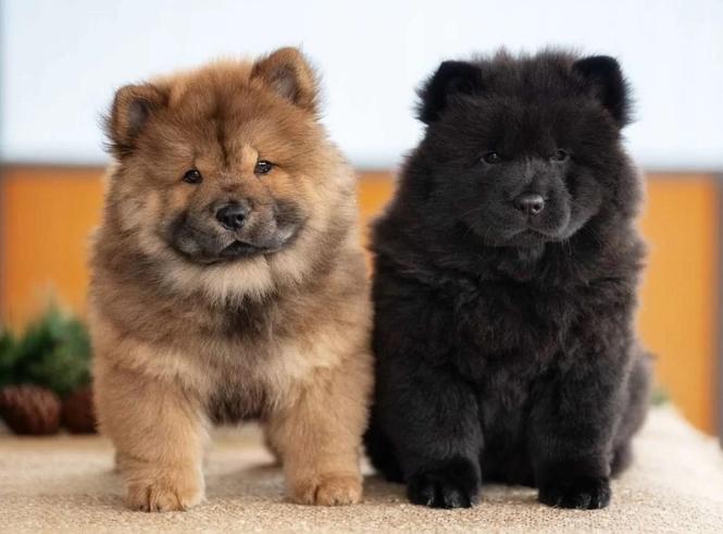 Chow Chow i Bobtejl štenci