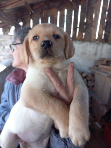 Labrador stenci