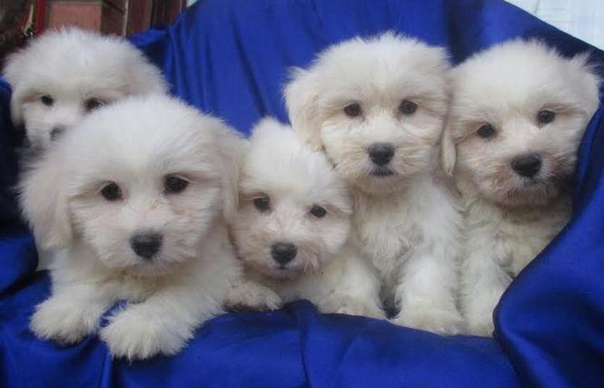 COTON DE TULEAR TULEARSKI PAS  stenci samp porek