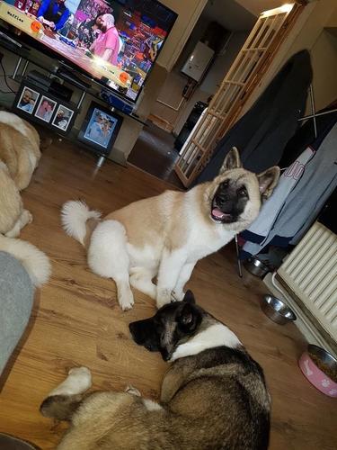 muški i ženski Akitas
