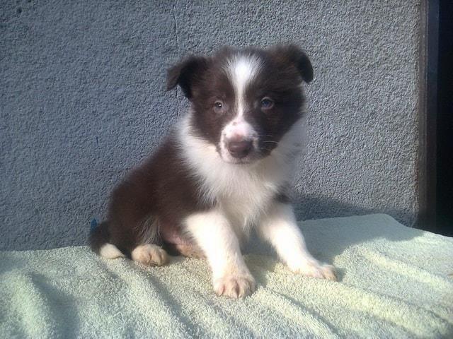Border Collie, štenad