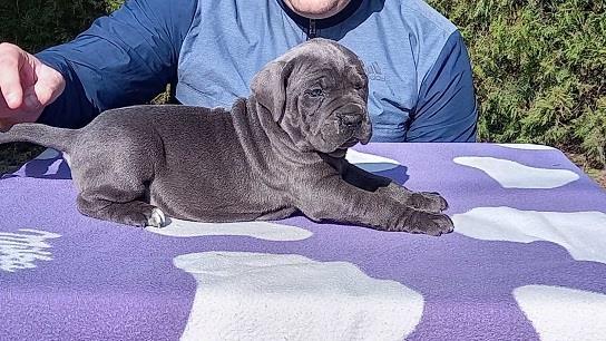 Cane corso stenci sive boje